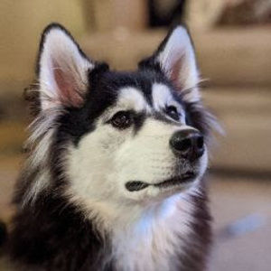 Meet your Posher, Sasha